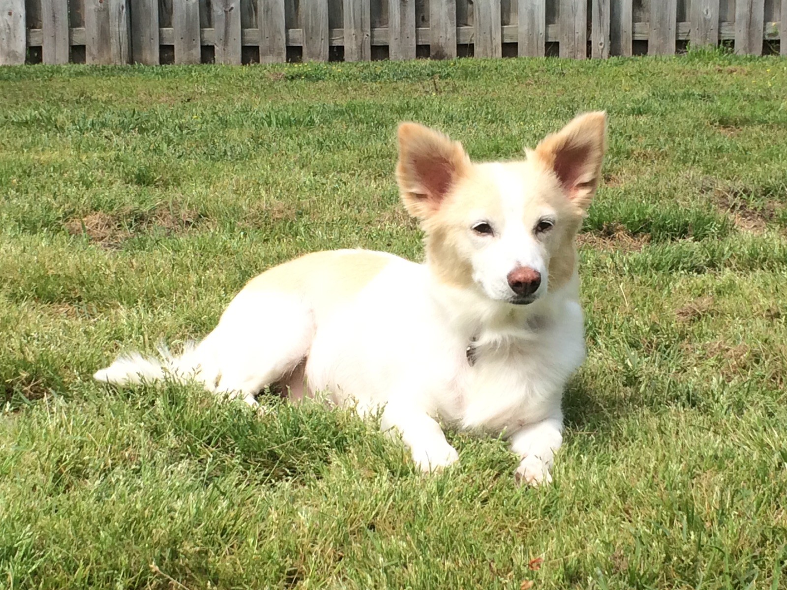 Jacksonville Nc Corgi Meet Mama A Pet For Adoption Adoptapet Com Jacksonville Nc Corgi Meet Mama A Pet For Adoption Adoptapet Com
