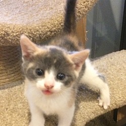 Photo of Dilute calico kitten female