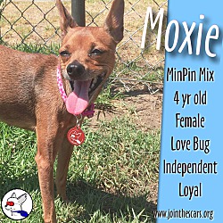 Thumbnail photo of Moxie #3