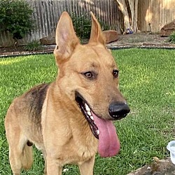 Photo of BUDDY
