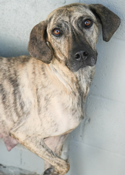 Dog for adoption - Twirl, a Mountain Cur & Shepherd Mix in Louisville, KY