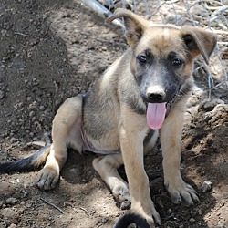 Thumbnail photo of Shepherd pup #2