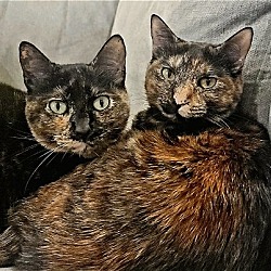 Photo of Chia and Kiwi