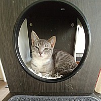 adopt a pet
