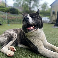 adopt a pet