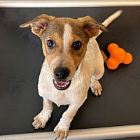 adopt a pet