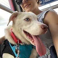 adopt a pet