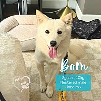 adopt-pet