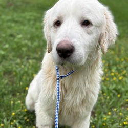Austin, TX - Great Pyrenees. Meet Marco Polo a Pet for Adoption ...