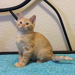 Thumbnail photo of BUTTERFINGER - CANDY CUTIE PIE #3