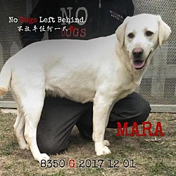 Photo of Mara 8350