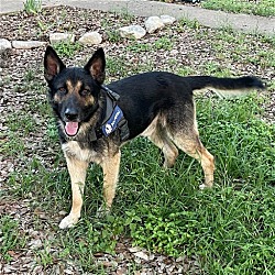 Photo of Brody
