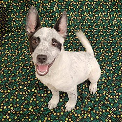 Thumbnail photo of Rainy Day Pups: Cloud Pending Adoption #1