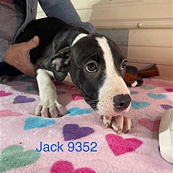 Thumbnail photo of D pup- Jack #3