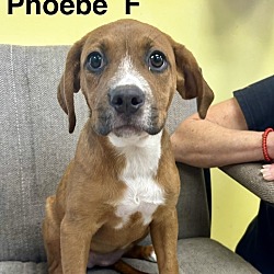 Thumbnail photo of Phoebe - Boxer Hound 4pack #1