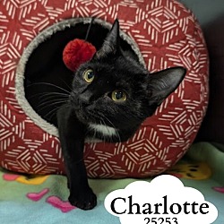 Thumbnail photo of Charlotte #1