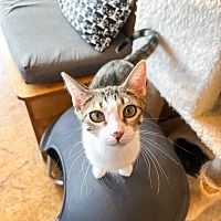 adopt a pet
