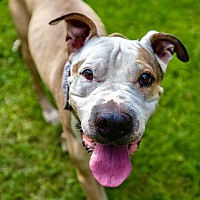adopt a pet