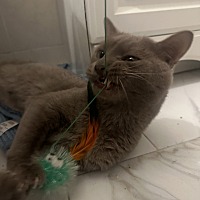 adopt a pet