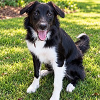 Pip