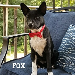 Thumbnail photo of Fox #1