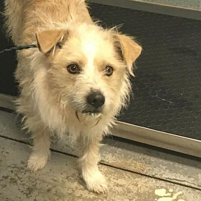 Greenville, SC - Welsh Corgi/Terrier (Unknown Type, Small). Meet Dan ...