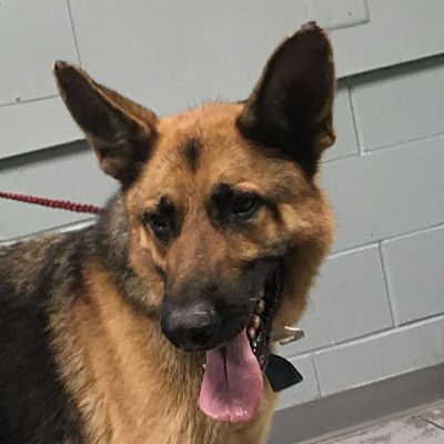 Greenville, SC - German Shepherd Dog. Meet Rondo a Pet for Adoption ...