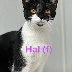 Photo of HAL (F