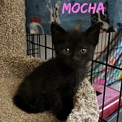 Thumbnail photo of Mocha #3