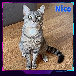 Thumbnail photo of Nico #2