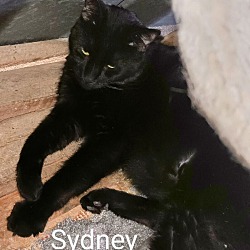 Thumbnail photo of Sydney #1