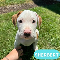 Thumbnail photo of Sherbet #2