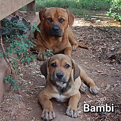 Thumbnail photo of Bambi and Moose #1