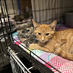 bonded pet photo