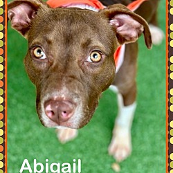 Thumbnail photo of ABIGAIL #3