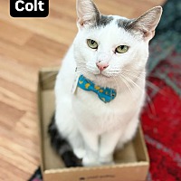 adopt a pet