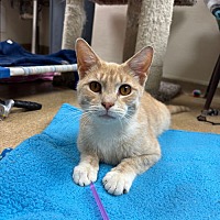 adopt a pet