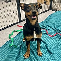 adopt a pet