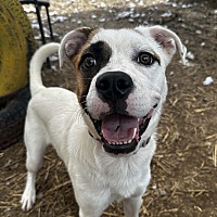 adopt a pet