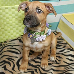 Thumbnail photo of Mystique-Adopted! #1