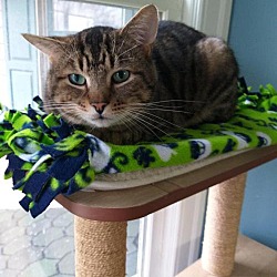 pet city pets wyandotte mi pet city pets wyandotte mi