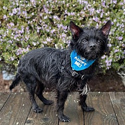 Photo of Oliver