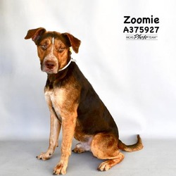 Photo of ZOOMIE