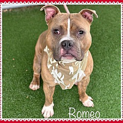 Photo of ROMEO - see video