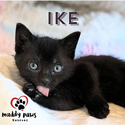 Photo of Ike - No Longer Accepting Applications