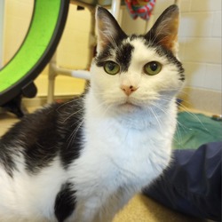 Photo of Pepper: Regal Resident, Adoption Fees Waived!