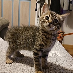 Photo of Snicker Kitten