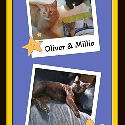 Thumbnail photo of Millie & Oliver Bonded Pair #2