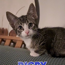 Thumbnail photo of Rigby #2