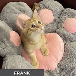 Thumbnail photo of Frank #2